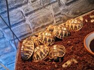 Griechische Landschildkröten NZ 2024 - Marl (Nordrhein-Westfalen)