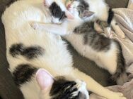 2 süße kitten suchen ein Zuhause - Berlin