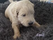 Goldendoodle Welpen medium suchen demnächst ihre Familien - Masburg
