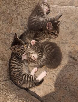Kitten ab Dezember abzugeben - Bernkastel-Kues