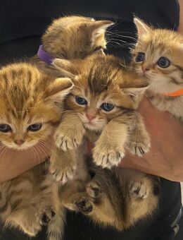 Britisch Kurzhaar Kitten - Erbach (Hessen)
