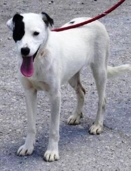 Carlie: liebevoll, verschmust + so toll! - Karben