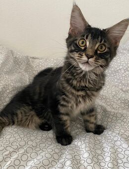 Kräftiger Maine Coon Kater - Luckenwalde