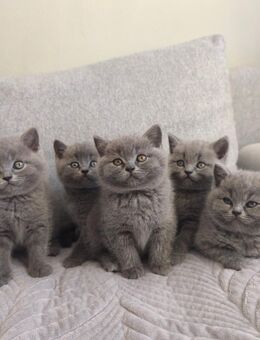 Reinrassige British Kurzhaar Kätzchen (ohne Stammbaum) – abzugeben ab 10.12.2025 🐾 - Nagold