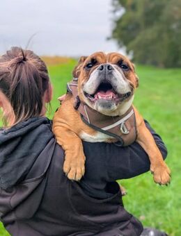 Betty sucht tolles zu Hause - Brühl (Baden-Württemberg)