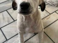 Scotty sucht sein Glück! - Krefeld