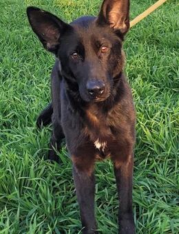 Himerra - zutraulich und freundlich - Westerholt