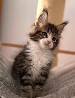 Tolle XXL Maine Coon Kitten, Katzen Kater Mainecoon - Nürnberg