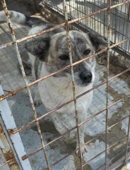 Ava- hätte so gerne eine Familie - Nürnberg