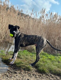 Cane Corso x Dogo Argentino - Zwickau
