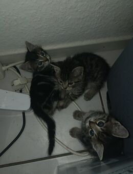 süße kleine Babykatzen suchen ein liebevolles Zuhause - Windeck