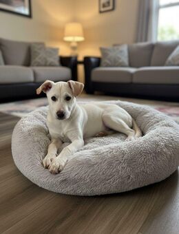 Labradormischling 5 Monate - Reichelsheim (Odenwald)