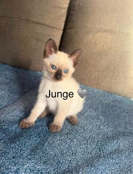 Siam Kitten 1Junge geb 1.09.2025 stubenrein und zuckersüß - Rostock Brinckmansdorf