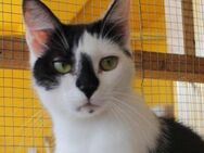 Lieber Tommy (Felv pos.) - Margetshöchheim