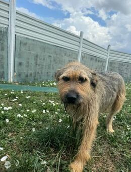 Maou Zuhause/Pflegestelle gesucht - Olfen