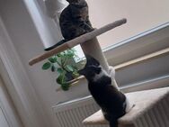 Kitten katzen Babys - Oldenburg