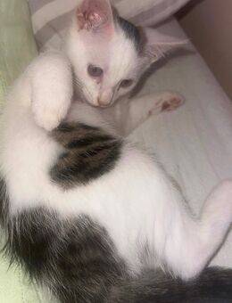Kitten mit Wunderschönen Herzmuster sucht neues Zuhause - Versmold