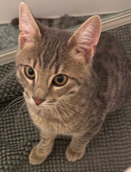 Bengalmix / BKH - Lindau (Bodensee) Zentrum