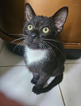 Katzenbabys zu verkaufen - Chorin