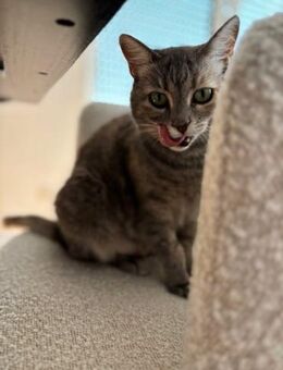 Bastet selbstbewusste Katzendame - Benediktbeuern