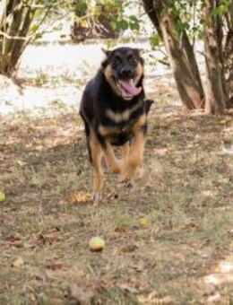 MITJA - ein Freund fürs Leben werden - Overath