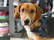Ion Laufhund sucht aktive Menschen - Rostock