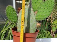 Sehr schön gewachsener (Feigen?)-Kaktus mit drei "Ohren" - Bad Honnef