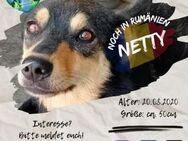 NETTY ist bereit für neue Abenteuer - Waakirchen