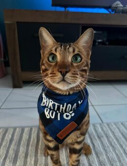 Champion-Line Bengal Male (1 Year Old) - Kaiserslautern