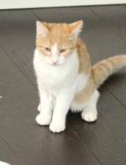 Maui sucht seine Familie - München