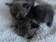 Reinrassige bkh kitten abzugeben - Düren