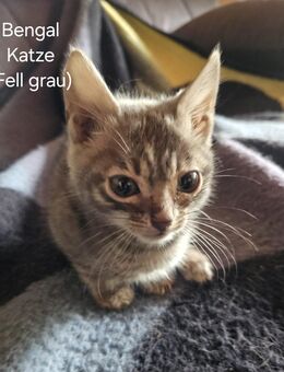 2 Bengal Kitten abzugeben - Kalletal