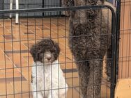 2 kleine Harlekin Rüden suchen noch ein schönes Zuhause - Elsdorf (Nordrhein-Westfalen)
