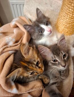 Maine Coon Kitten Mix m/w - Renchen