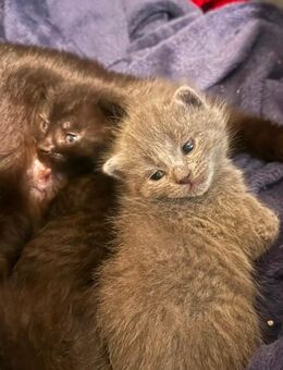 Katzen kitten - Essen