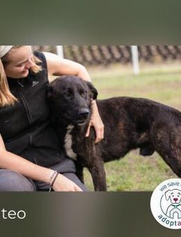 Mateo: sucht Geborgenheit - Kirchzell