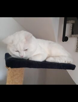 BKH Deckkater - Erwitte