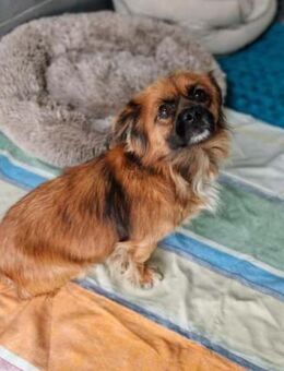 💙Mogli💙 sucht seine Menschen 🐾💙 - Freilassing