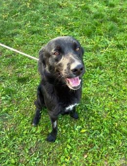 ONYX- wunderschöner Labbi-Mix...... - Kempen