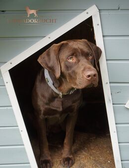 Labrador Deckrüde in Braun ( Kein Verkauf ) - Schloß Holte-Stukenbrock Stukenbrock
