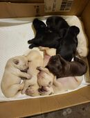 Labrador welpen suchen ein neues Zuhause in 91325
