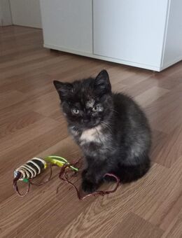 Süsse BKH-KITTEN - Köln
