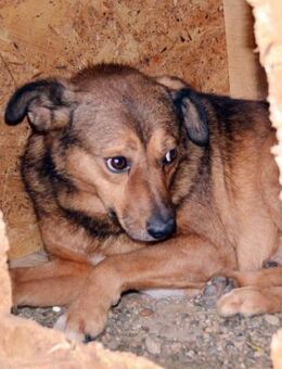 Schöner Sammy sucht ein Heim! - Neuberg