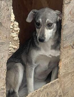 Süsse FAY sucht liebes Zuhause - Neuberg