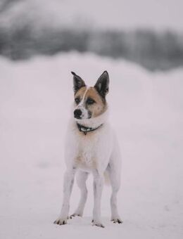 Spot sucht geduldige Menschen - Süderholz