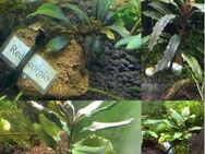 Bucephalandra Bucen Ghost Mini Wasserpflanze - Magdeburg