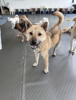 Liebe Heemang sucht ein Zuhause oder PS - Ebstorf (Klosterflecken)