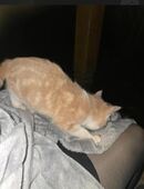 Süsse graue Babykatze Kätzchen mädl in 85570