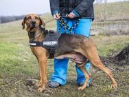 Tara, eine unglaublich tolle Hundedame - Puchheim