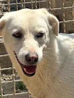 ALBINA - eine tolle Hündin - Regensburg